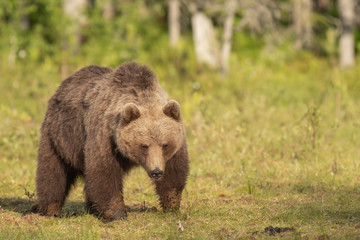 Wall Mural - brown bear (ursus arctos) walking on a finnish bog on a sunny summer evening