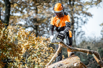 Sticker - Lumberman in protective workwear sawing with a chainsaw branches from a tree trunk in the forest. Concept of a professional logging