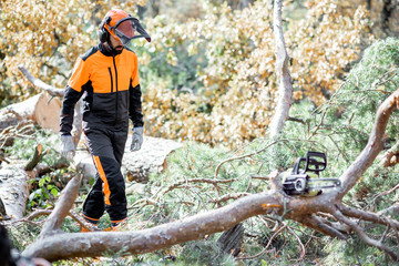 Canvas Print - Professional lumberman in protective workwear walking to the felled tree during a logging work with chainsaw in the forest