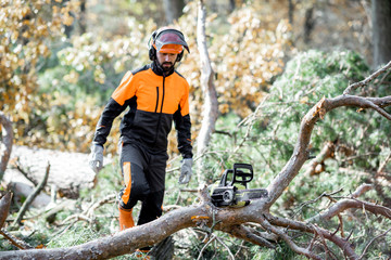 Wall Mural - Professional lumberman in protective workwear walking to the felled tree during a logging work with chainsaw in the forest