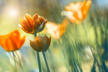 Wall Mural - yellow tulips in the sunlight on a beautiful blurred natural background. spring floral background. s