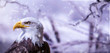 Bald eagle in the snowy environment and poster for wild nature and save birds protection.