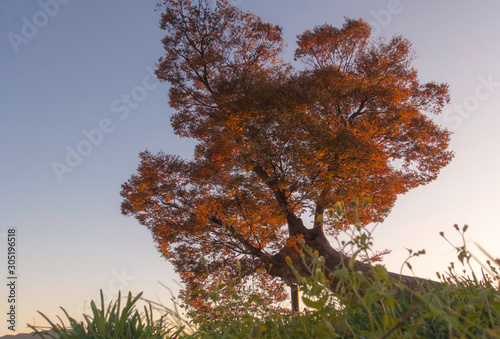 滋賀県多賀大社の御神木 男飯盛木と呼ばれるケヤキの紅葉です Foto De Stock Adobe Stock