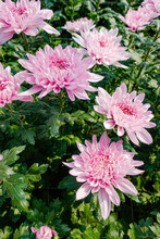 Beautiful Pink Chrysanthemum Flowers In The Garden
