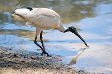 this is a side view of a white ibis