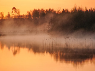 Wall Mural - Sunrise landscape at the water, trees reflection in the lake on foggy morning, early morning reeds mist fog and water surface on the lake       