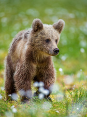 Canvas Print - Brown bear in a forest glade surrounded by white flowers. White Nights. Summer. Finland.