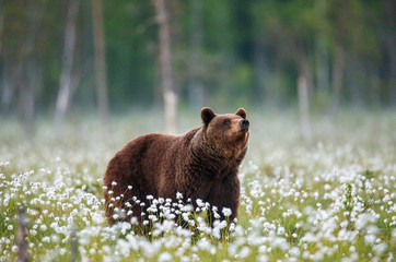 brown bear stands in a forest clearing with white flowers against a background of forest and fog. su
