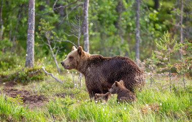 Canvas Print - She-bear with cubs in a forest glade. White Nights. Summer. Finland.