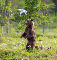 Canvas Print - She-bear with cubs in a forest glade. White Nights. Summer. Finland.