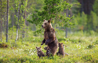 Canvas Print - She-bear with cubs in a forest glade. White Nights. Summer. Finland.