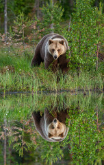 Canvas Print - Brown bear is standing on the edge of a forest lake with a stunning reflection. White Nights.