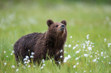 Poster - Brown bear in a forest glade surrounded by white flowers. White Nights. Summer. Finland.