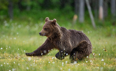 Canvas Print - Brown bear is walking through a forest glade. Close-up. Summer. Finland.