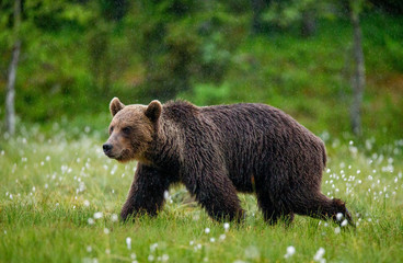 Canvas Print - Brown bear is walking through a forest glade. Close-up. Summer. Finland.