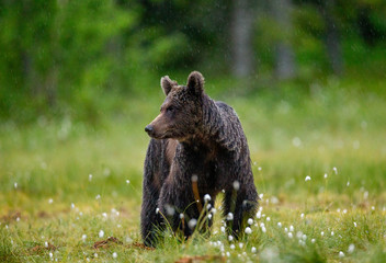 Canvas Print - Brown bear in a forest glade surrounded by white flowers. White Nights. Summer. Finland.