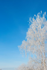 snowy tree in park. winter nature