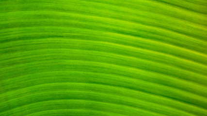 Wall Mural - fresh green Leaf texture background of banana