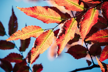 background autumn leaves in Japan