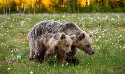 Poster - She-bear with cubs in a forest glade. White Nights. Summer. Finland.