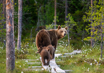 Poster - She-bear with cubs goes into the woods along a wooden walkway. White Nights. Summer. Finland.