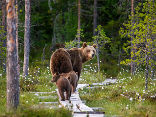 Wall Mural - She-bear with cubs goes into the woods along a wooden walkway. White Nights. Summer. Finland.