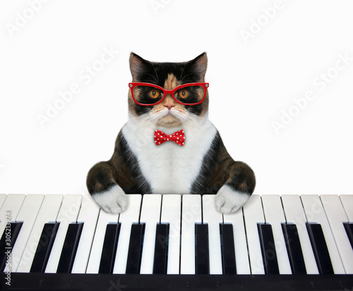 Plakaty fortepian  muzyk-kot-w-czerwonej-muszce-i-okularach-gra-na-klawiaturze-fortepianu-biale-tlo