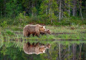 Poster - She-bear with a cub bear walks along the edge of a forest lake with a stunning reflection. Summer. Finland.