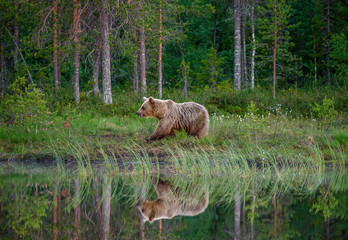 Wall Mural - Brown bear is standing on the edge of a forest lake with a stunning reflection. White Nights.