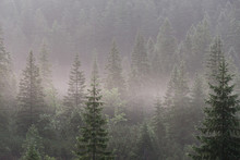 Landscape Forested Mountain Slope In Low Lying Cloud With The Evergreen Conifers, Shrouded In Mist.Tatra National Park. Poland. Europe.