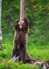 brown bear stands near a tree in funny poses against the background of the forest. summer. finland.