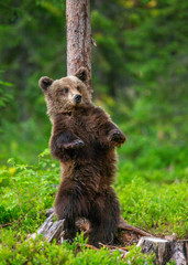 Poster - Brown bear stands near a tree in funny poses against the background of the forest. Summer. Finland.