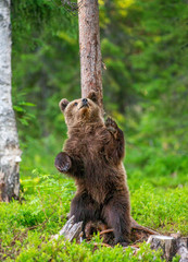 Poster - Brown bear stands near a tree in funny poses against the background of the forest. Summer. Finland.