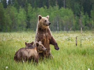 Poster - She-bear with cubs in a forest glade. White Nights. Summer. Finland.