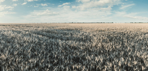 Wall Mural - Panorama with sunny wheat field