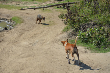 Wilder Schakal vs. Hund