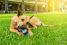 Mongrel Redhead Dog Plays On A Green Lawn In Summer On A Sunny Clear Day, Nibbles On A Plastic Bottle