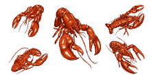 Set Of Lobster By Hand Drawing.Lobster Vector Silhouette On White Background.Shrimp Art Highly Detailed In Line Art Style.Animal Pictures For Coloring.