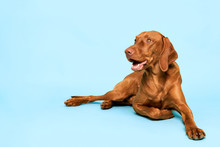 Cute Hungarian Vizsla Dog Studio Portrait. Gorgeous Dog Lying Down And Looking Up Smiling Over Pastel Blue Background.