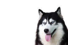 Portrait Of Siberian Husky Dog Isolated On White Background