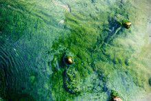 Green Alga Covered Rocks Peek Above Thermal Surface
