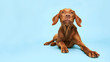 Cute hungarian vizsla puppy studio portrait. Funny dog lying down and looking at the camera with tongue sticking out over blue background.