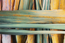 Organic Abstract, Bamboo Leaves Close-up