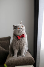  British Shorthair Cat, Gray With A Red Butterfly At Home, Near The Window On A Gray Background.