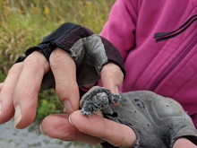 Baby Snapping Turtle Sitting On Human Hand, Ontario, Canada