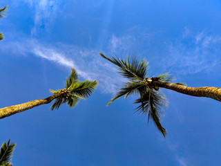 Two palm trees seen from below