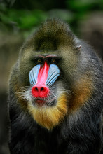 The Mandrill (Mandrillus Sphinx) Is A Primate Of The Old World Monkey (Cercopithecidae) Family. It Is One Of Two Species Assigned To The Genus Mandrillus, Along With The Drill