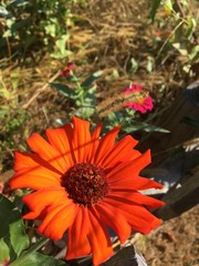 flowers in the garden