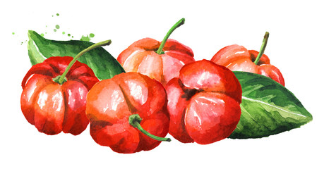 Wall Mural - Fresh ripe Acerola Barbados cherry. Watercolor hand drawn horizontal illustration isolated on white background