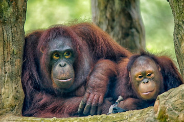 Wall Mural - The orangutans (also spelled orang-utan, orangutang, or orang-utang) are three extant species of great apes native to Indonesia and Malaysia.